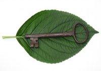 1068068_hortensia_leaf_with_old_key_1