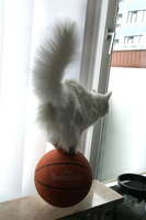aa cat on ball